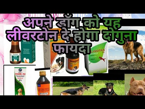 video phone beyonce mp3 Dog, puppy को आप कौन सा लिवर टॉनिक दे#best Livertonic