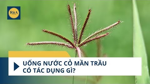 Uống nước cỏ mần trầu có tác dụng gì? #sứckhỏe #tintuc #yte #thảodược #dượcthảo #đôngy #câythuốc