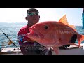 MANCING MANIA | LONG TAIL RUBY PULAU DEWATA (31/03/18) 1-3