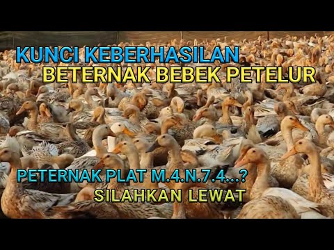 Video: Kapan kamu bisa beternak?