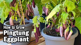 How to Grow Eggplant from Seed in Containers | Pingtung Long Eggplant | Easy planting guide