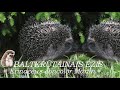 Dzīvnieki / Animals : Ežu aktivitātes. Ātrā versija.