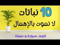 10 نباتات لتزيين بيتك لا تحتاج إلى الكثير من الرعاية والاهتمام