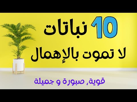 10 نباتات لتزيين بيتك لا تحتاج إلى الكثير من الرعاية والاهتمام