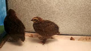 Shy Fluffs (2 Weeks Old)