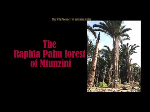 Video: Which Palm Tree Has The Largest Leaves In The World