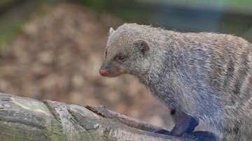 Mongoose : The Story Of An Unlikely Predator ||Documentary || ​⁠@NaturesEye11 #shorts