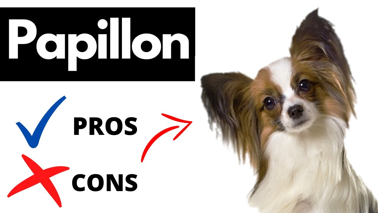 are papillon hypoallergenic