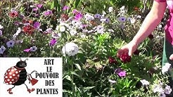 chaine de jardinage: Œillet de poète: Comment faire un semis:  Plantes vivaces méditerranéenne