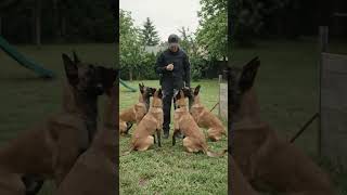 Elite Belgian Malinois Pack Agility Training
