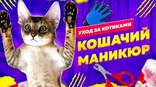 КАК ПРАВИЛЬНО И БЫСТРО СТРИЧЬ КОГТИ КОШКЕ? УХОД ЗА КОШКОЙ | HOW TO CUT OFF CAT’S CLAWS PROPERLY