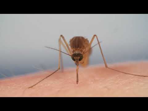 How Mosquitoes Use