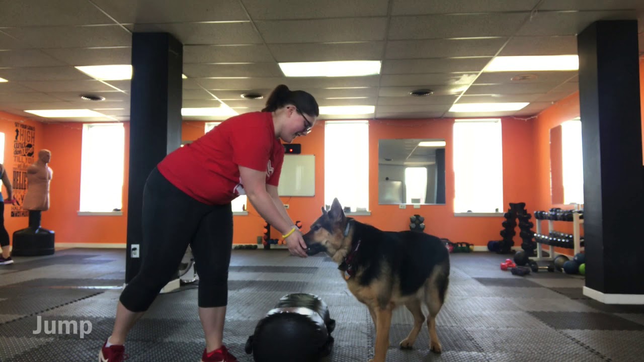 AKC Novice Trick Dog Submission YouTube akc-novice-trick-dog-submission-youtube