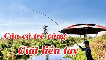 Câu cá trê vàng rừng U Minh Hạ (tập 186) #huukhuynhkiengiang