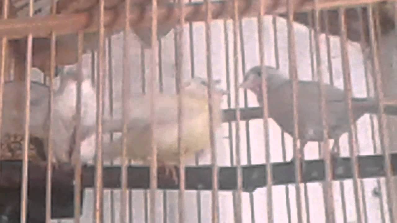 Burung Kenari Lokal Super Youtube