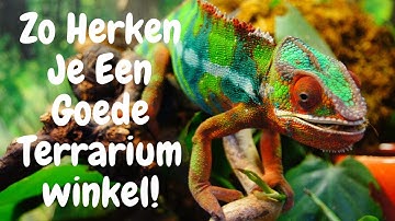 Let Op! Niet Alle Terrariumwinkels Zijn Even Betrouwbaar!