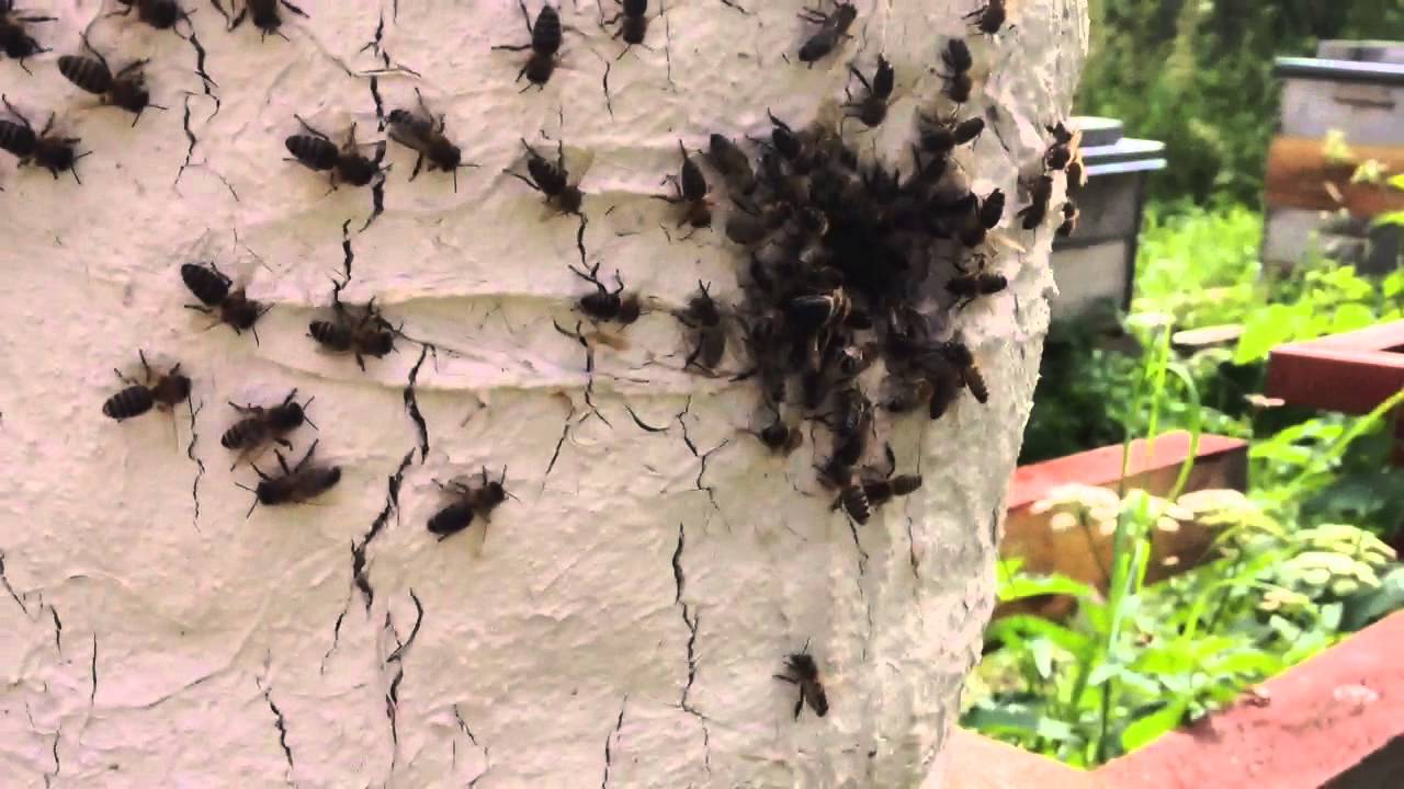 Skeeb Insect Bee skep hive beekeeping - YouTube