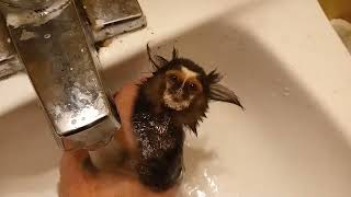 Baby Monkey being rinsed off after her bath  common marmoset