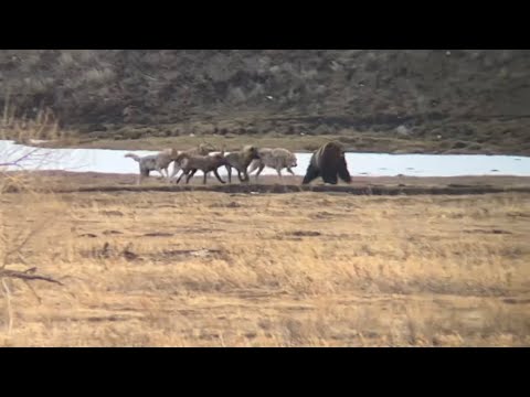 WOLVES Chase GRIZZLY BEAR Yellowstone National Park