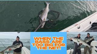 Best Fall Striper Fishing in Years!