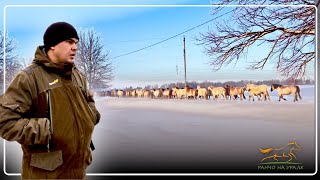 Сортировка лошадей идет полным ходом / Отняли жеребят у мамочек / Большое переживание у лошадей