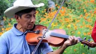 Canario en Día de los Muertos - Trio Renovación Huasteca