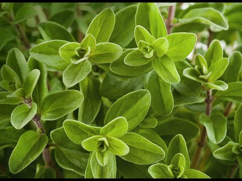 Marjoram 101-Selecting & Storing Marjoram