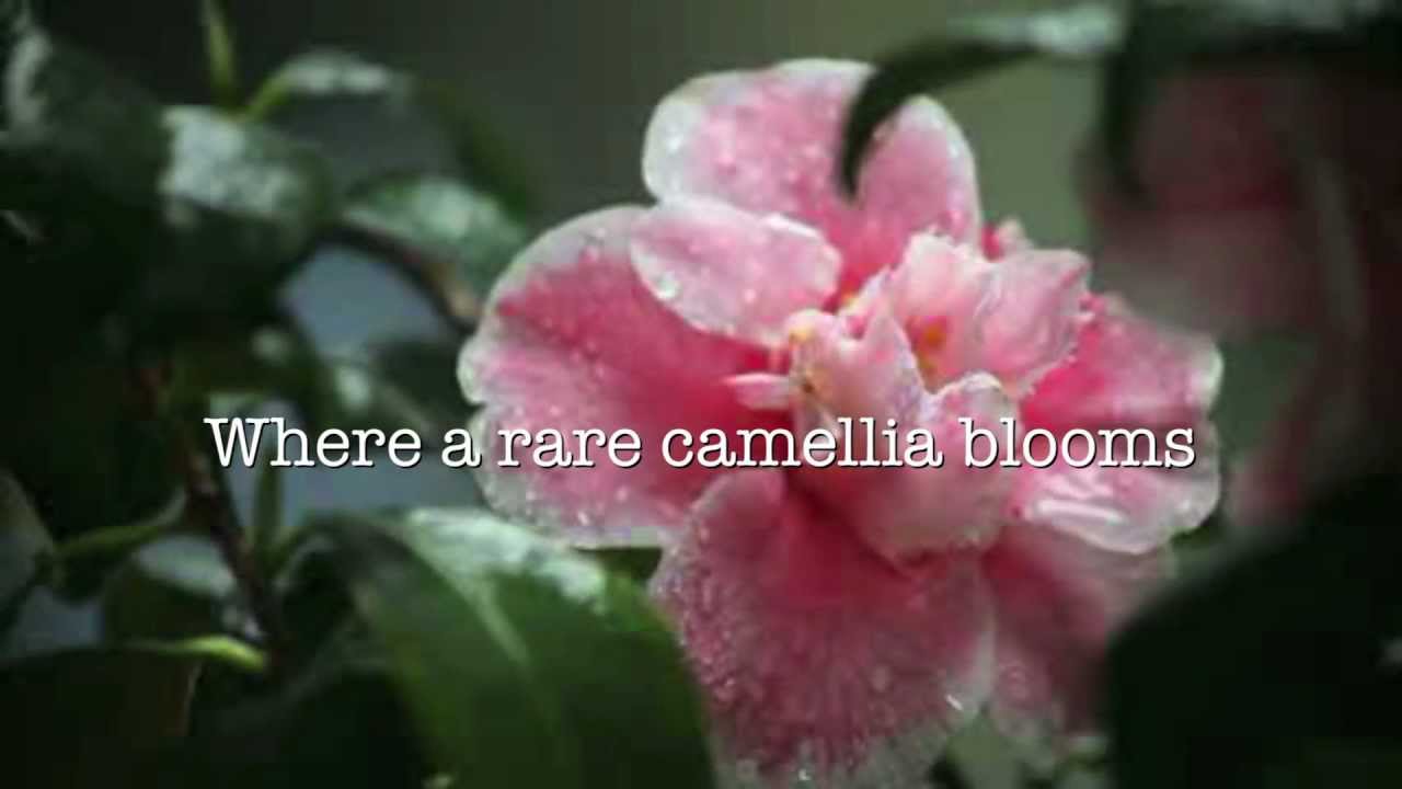 Book Review The Last Camellia