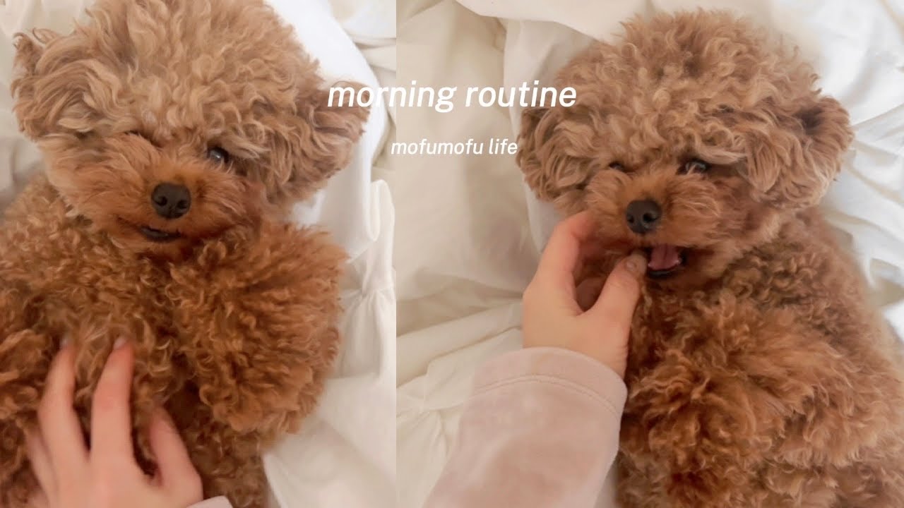 【モーニングルーティン】ぬいぐるみ犬の日常。