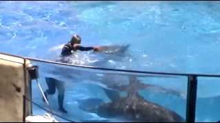 The Dolphin show at Gulf World