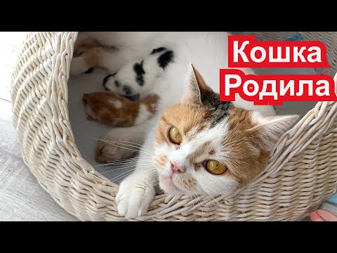 Вопрос: Как формируется окрас у дворовых котят?