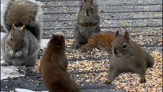 Red Squirrels fighting and boxing and barking subscribe to my YouTube #trending