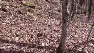 Gélinotte Huppée Sauvage Du Québec 1