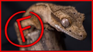 The Best and Worst Pet Lizards! Reptile Tier List Ratings