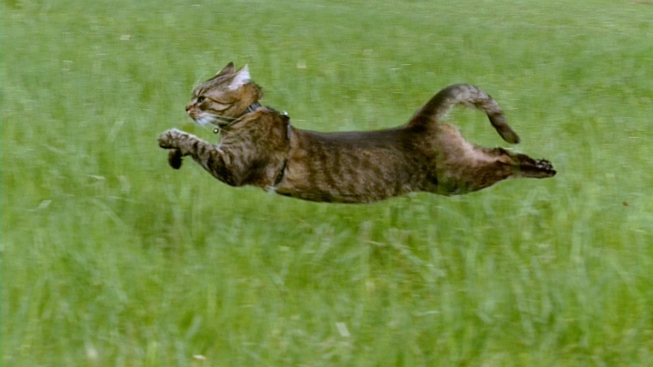 Включи кот бегать. Кот бежит. Кошка бегает. Кот в движении. Кошачьи бега.