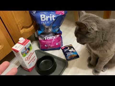 Почему кошке нельзя давать молоко