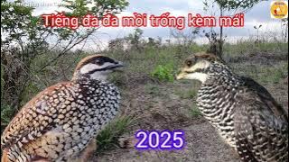 Tiếng đa đa trống kèm mái mới nhất 2025- chuẩn mp3 bổi chạy mạnh