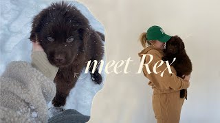 VLOG: picking up our 10 week old newfoundland puppy + touring a house!