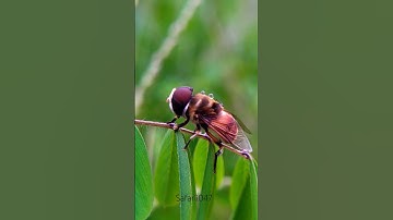 Bee & Me #bee #cute #insects #nature #macro #photography #today #shorts #viralvideo #youtube #yt