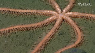 Immerse yourself in the serene beauty of these stellar deep-sea stars