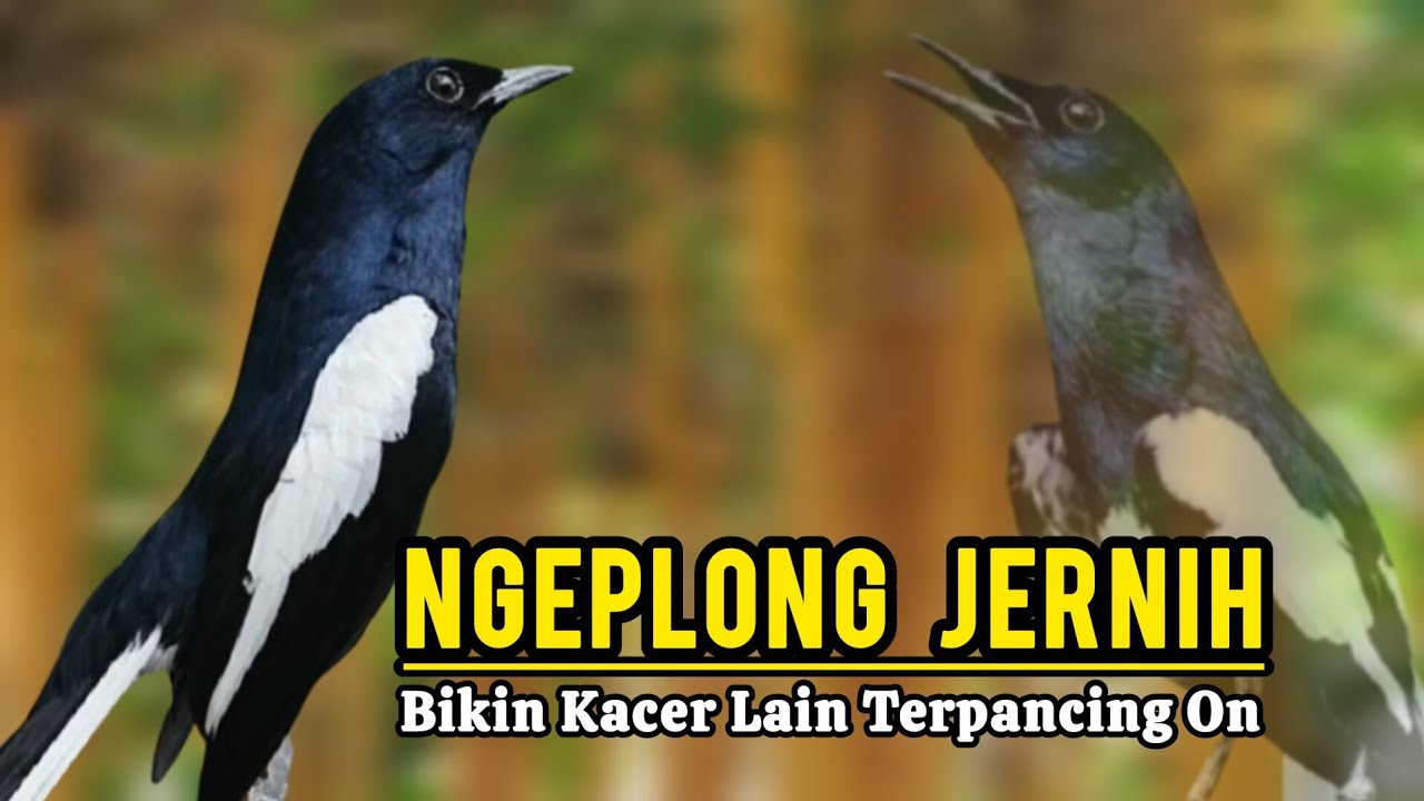 Pancingan Kacer Macet Atau Stres Agar Bunyi Langsung Kembali