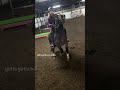 I love these horses so much❤️ #horse #relatable #fyp #cutehorse