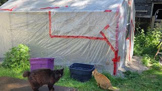 OUTDOOR CANNABIS GROW UPDATE.  IN THE GREENHOUSE