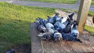 Feeding Pigeons This Morning.11.5.24.Breda