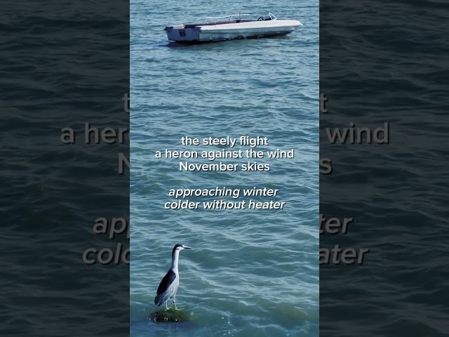 brindle_chin_tan-renga