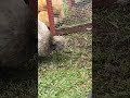 Day Out With The Girls Chicken Fluffy Chickens Sofluffy Chickenbreeds Silkies 2023 Melbourne 