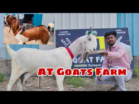 AT Goat Farm Par Shandaar Kota Aur Malwa Collection | Big Jumbo Size Kota Females