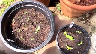 How to grow chili at home