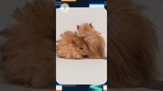 Mamut Geni Taşıyan Fareler