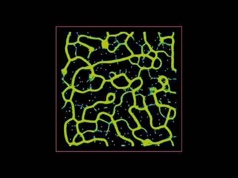 Grid Particle Systems   Physarum Slime Mold  In houdini  #VFX #opentowork  #houdinifx